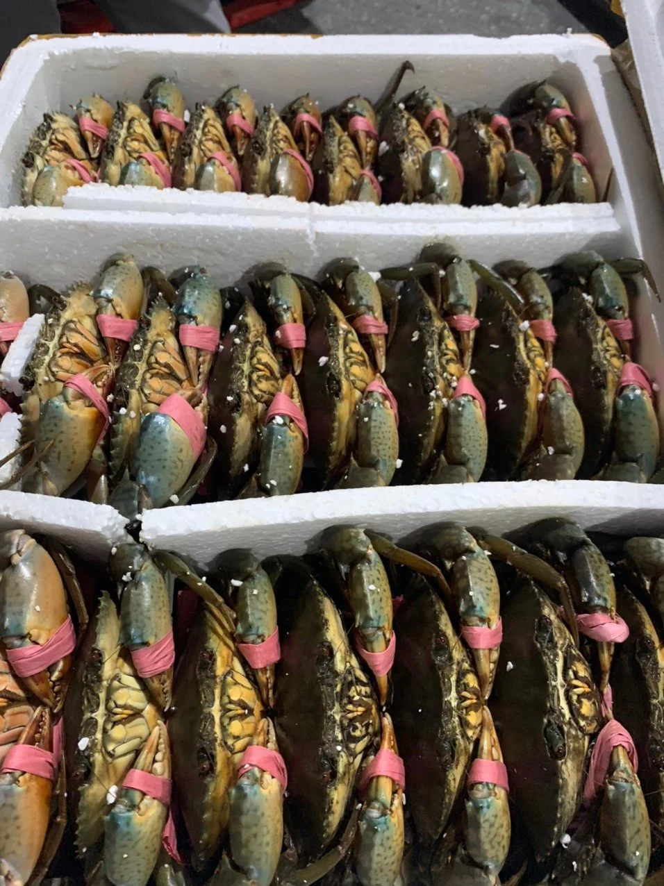 Premium Quality Exported Live Mud Crab Male Or Female Fresh Crabs For Wholesale Fresh Live Crab Live Mud Crab Live Seafood