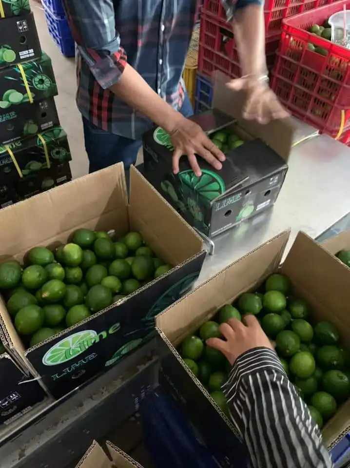 Cheap Price FRESH SEEDLESS / Fresh Seedless Watermelon Vietnam/ Fresh Seedless Vietnam Lime