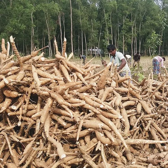 Лучшие продукты, чипсы Tapioca, сушеная маниока, высокое качество, конкурентоспособная цена, от Viet Nam