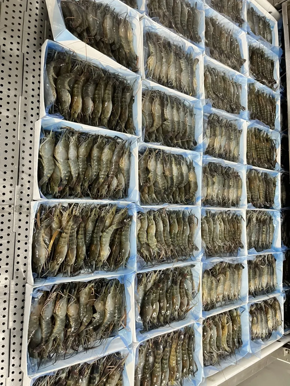 IQF Frozen largest Scampi Shrimp Freshwater prawn from Vietnam