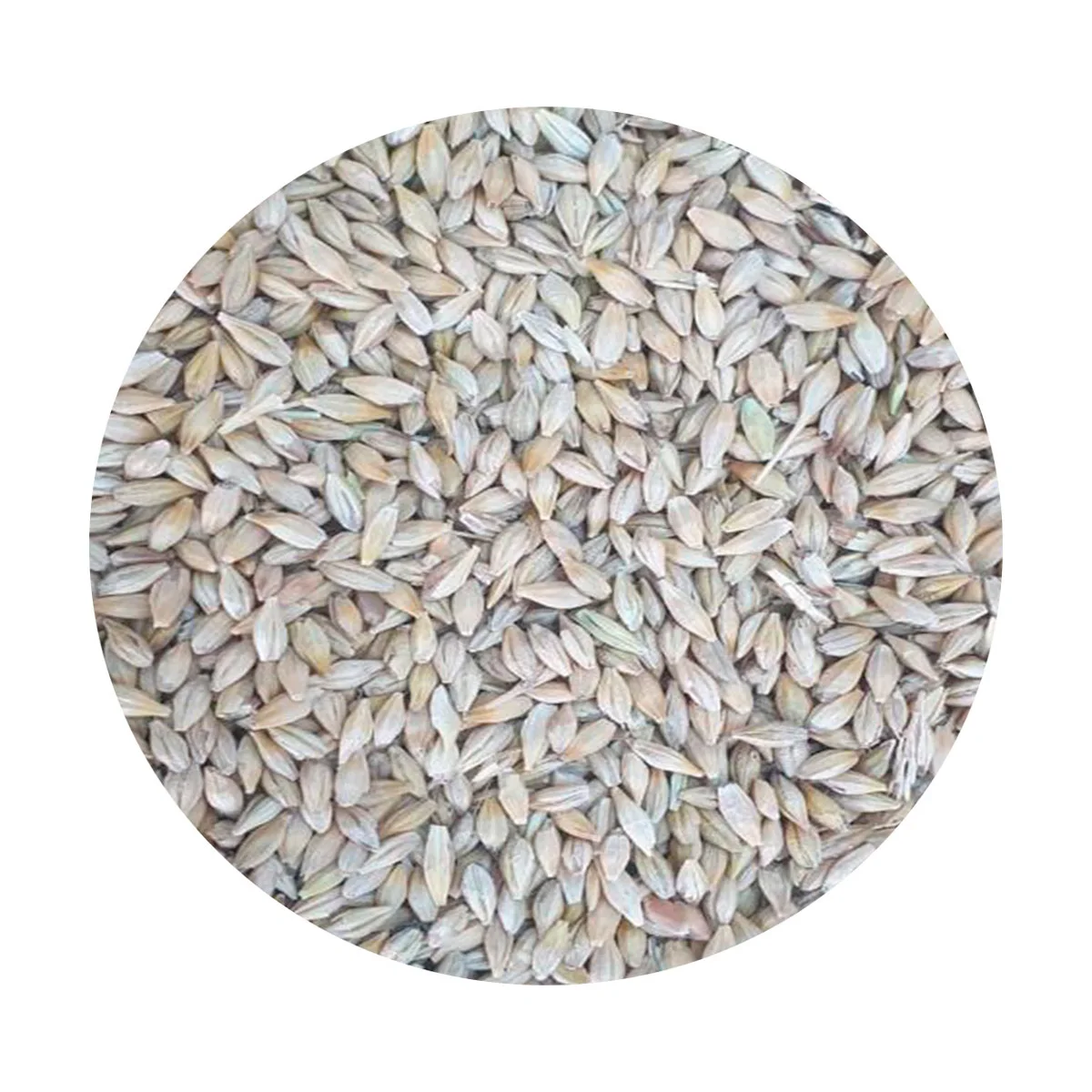 Ячмень для кормления животных оптом высококачественный корм для животных на продажу