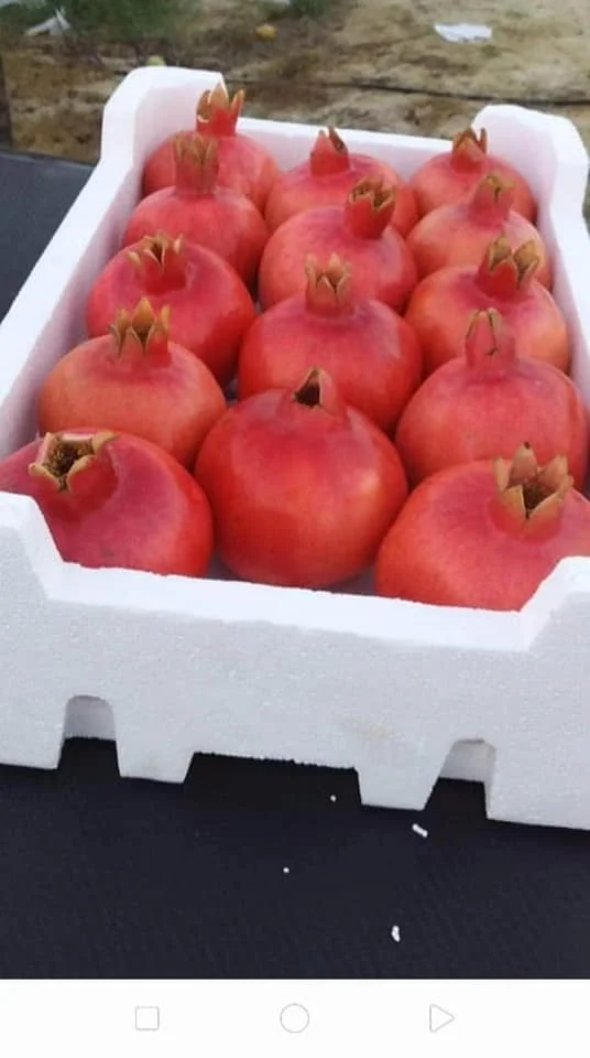 fresh pomegranate