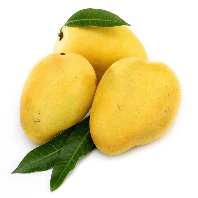 Competitive Price High Quality Imported Grade Fresh Mangos Fruit Box Packing Top Selecting