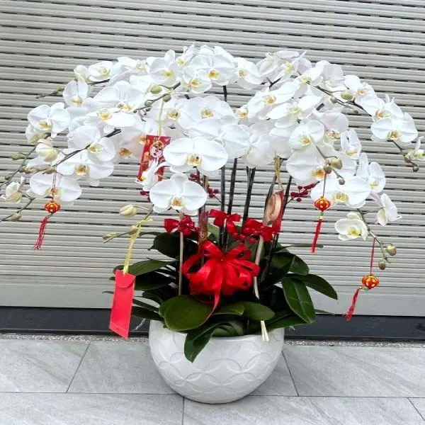 Phalaenopsis Orchids Reasonable Price Export For Home Fresh Flower Carton Outside From Vietnam Manufacture