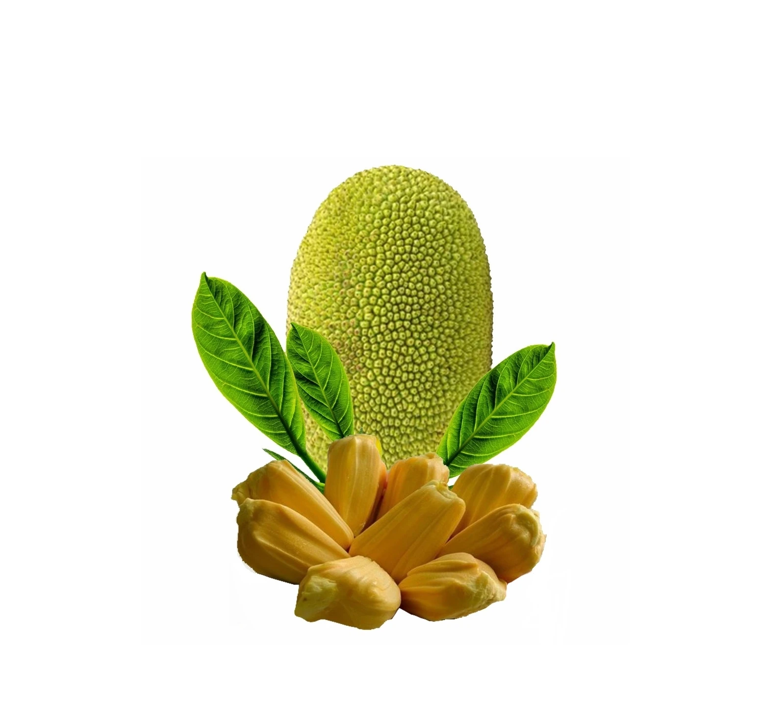 Summer Tropical Fruit Natural Sweet Taste Fresh Jackfruit 100% Organic Yellow Color Competitive Price