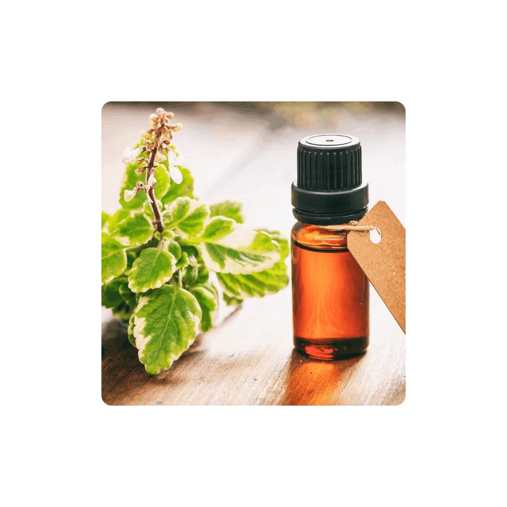 Buy Frankincense Essential Oil Wholesale Price Frankincense Oil Reliable Manufacturer  From India