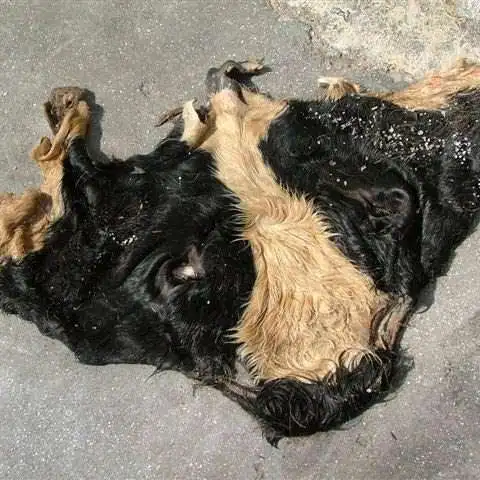 Wet Salted Cow Head Skins