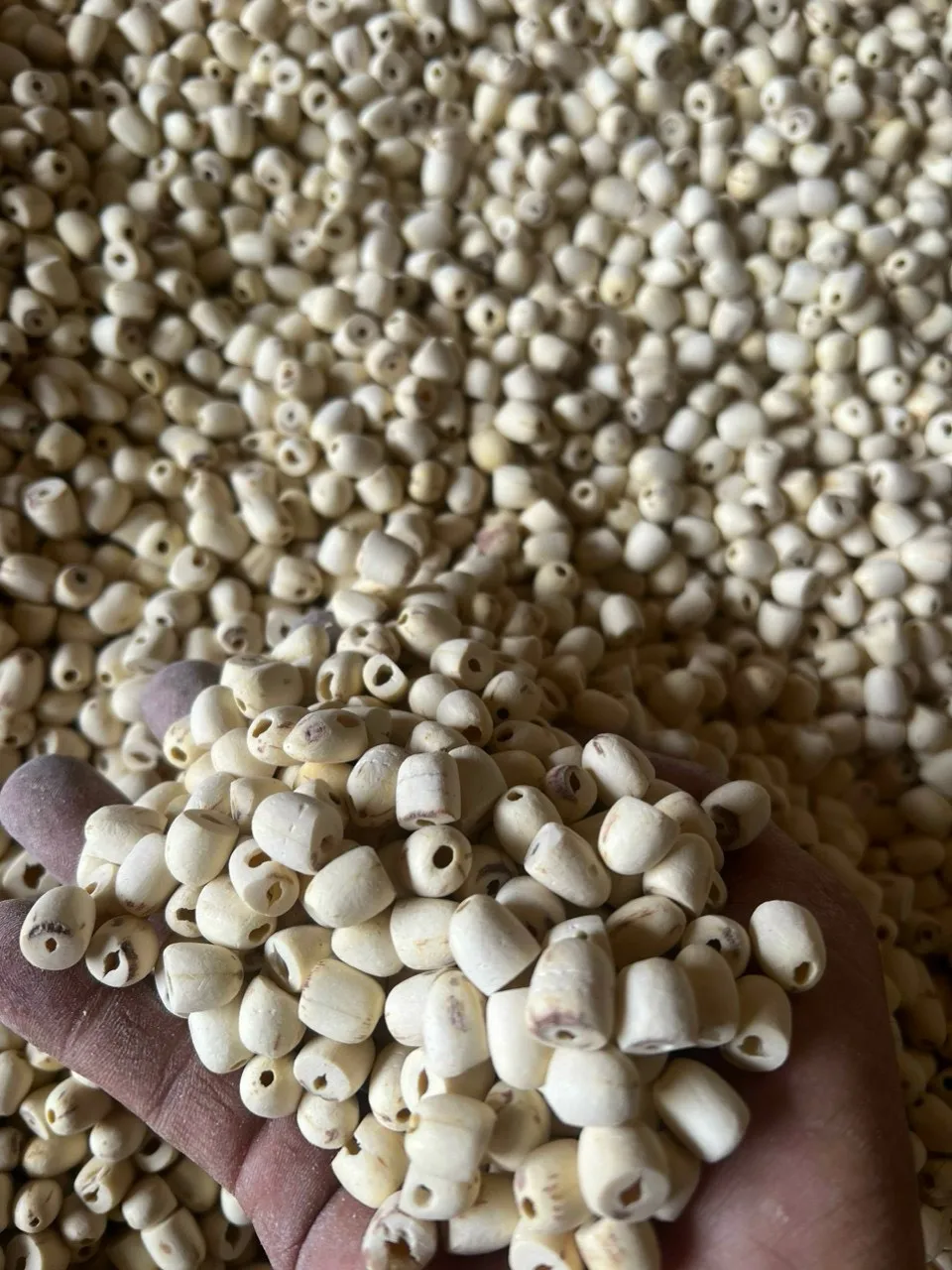 Premium Dried Lotus Seeds Bulk Packaging Available for International Markets and Food Manufacturers