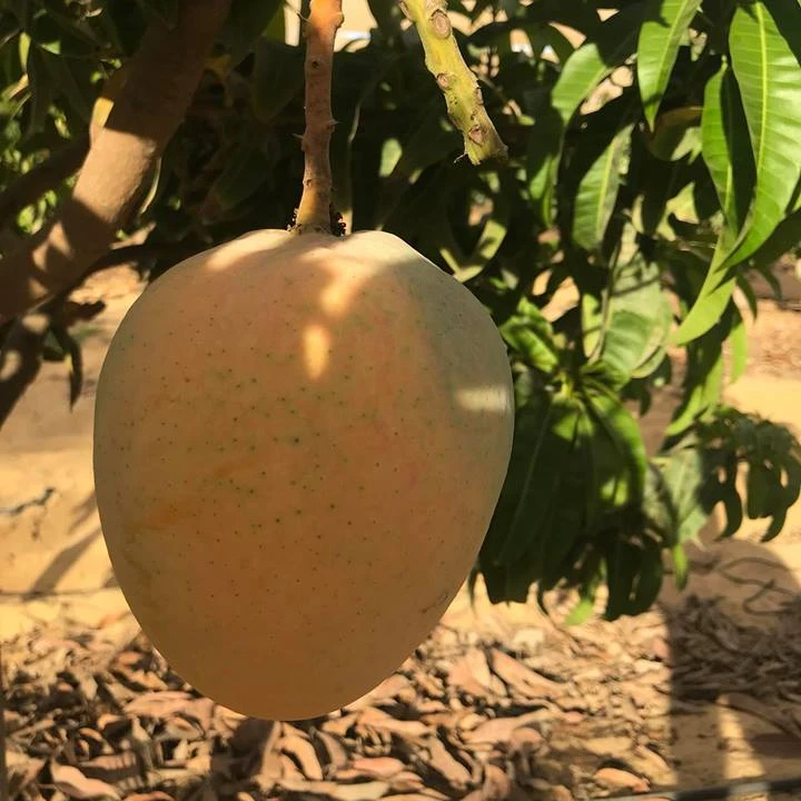 Mango Shape Fresh Fruit Mango bodor mango