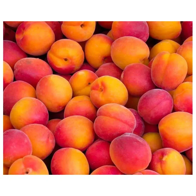 Best Price Canned Fruit/Yellow Peaches/Canned peaches Halves in Light Syrup in Tins or  Glass package