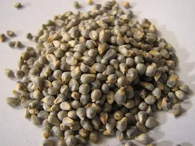 dried  Pearl Millet 7.jpg