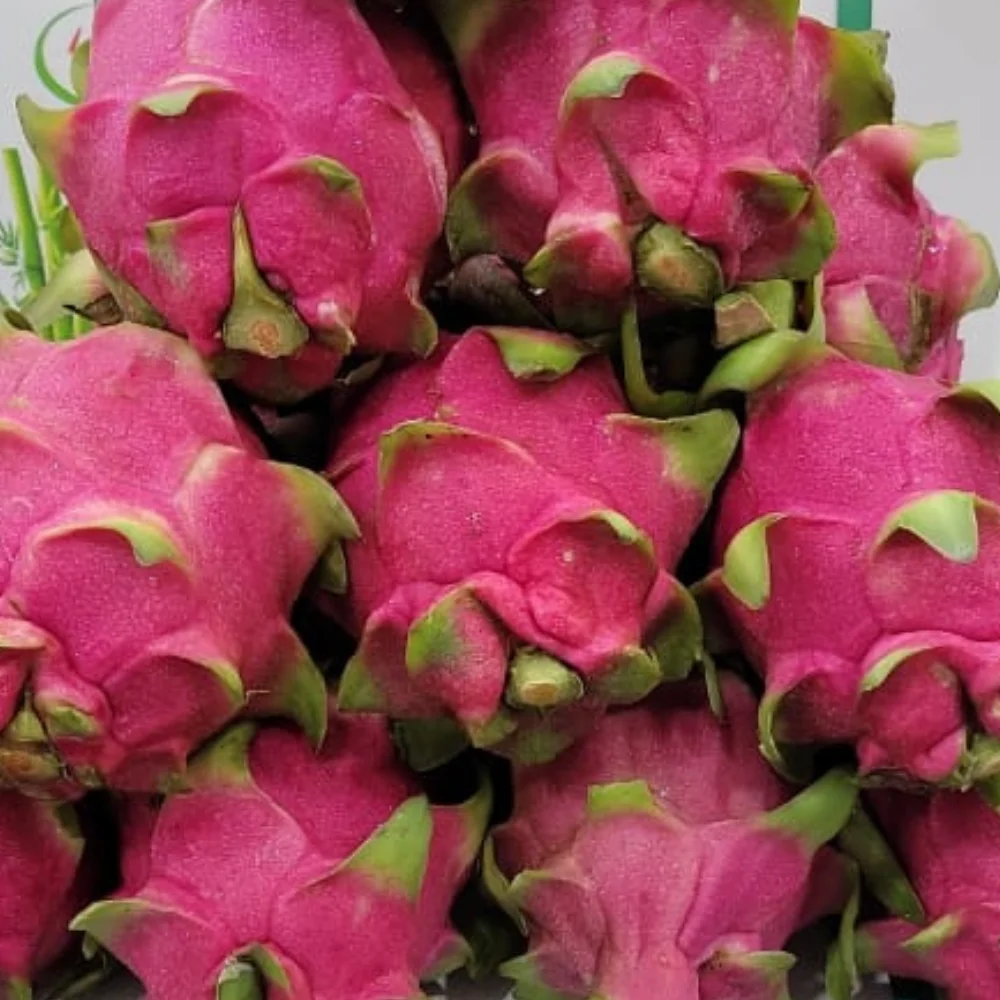 Hot Selling dragon fruit carton box  fruit products vietnam dragon fruit Manufacturer Made in Vietnam