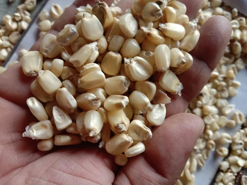 Bulk dried white corn and yellow corn Available
