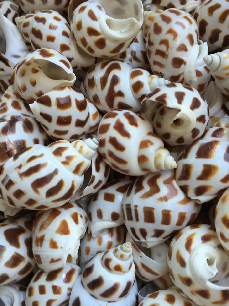 NEW DESIGN 2024 SNAIL SHELL- Factory High Quality Natural Seashell Trumpet Shells Snail Conch Shell for Decorate Art and DIY
