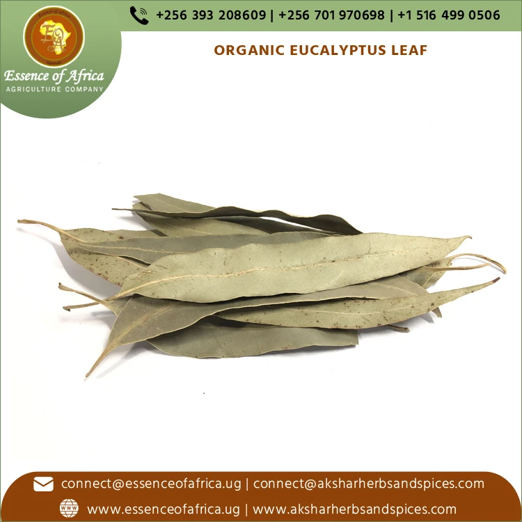 100% Pure and Organic Dried Eucalyptus Leaf Fresh Whole Herb with Oil Preserved Raw Spice Trusted Producer Drying Process AD