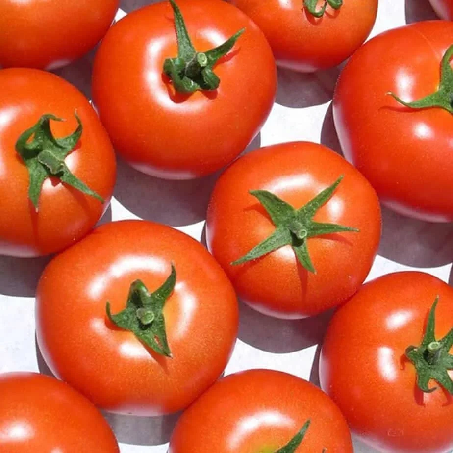 FOR SALES FRESH RED TOMATOES BEST PRICE