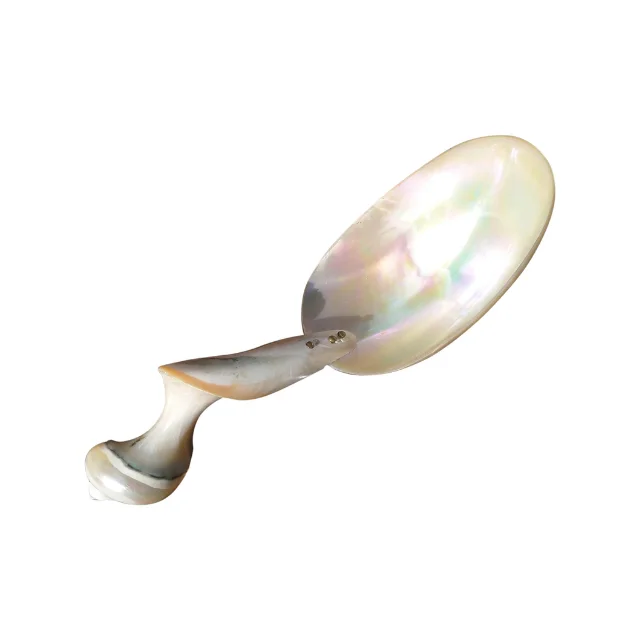Conch Seashell Spoon Caviar for Export
