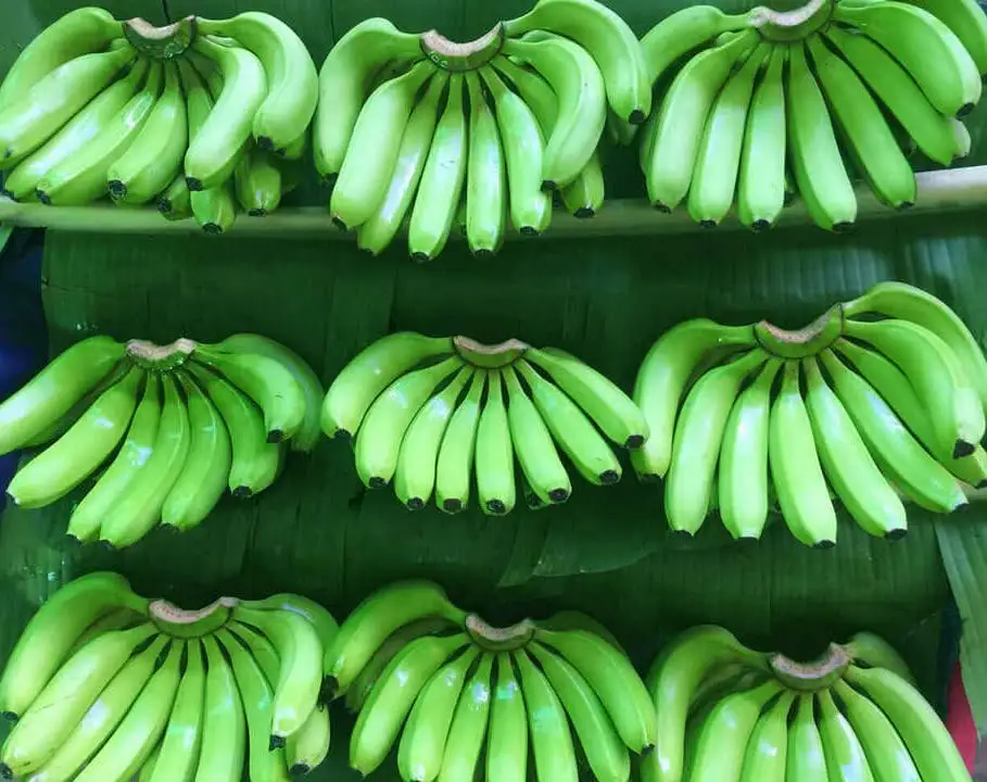 Crop Green Tropical Banana OEM Style Organic Cavendish Color Weight Origin Type Variety Grade Product ISO Fresh Fruit Place