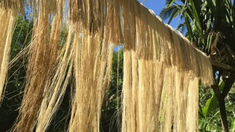 BEST PRICE VIETNAM - BANANA FIBER  PRODUCT - BEST CHOICE FOR DECORATE