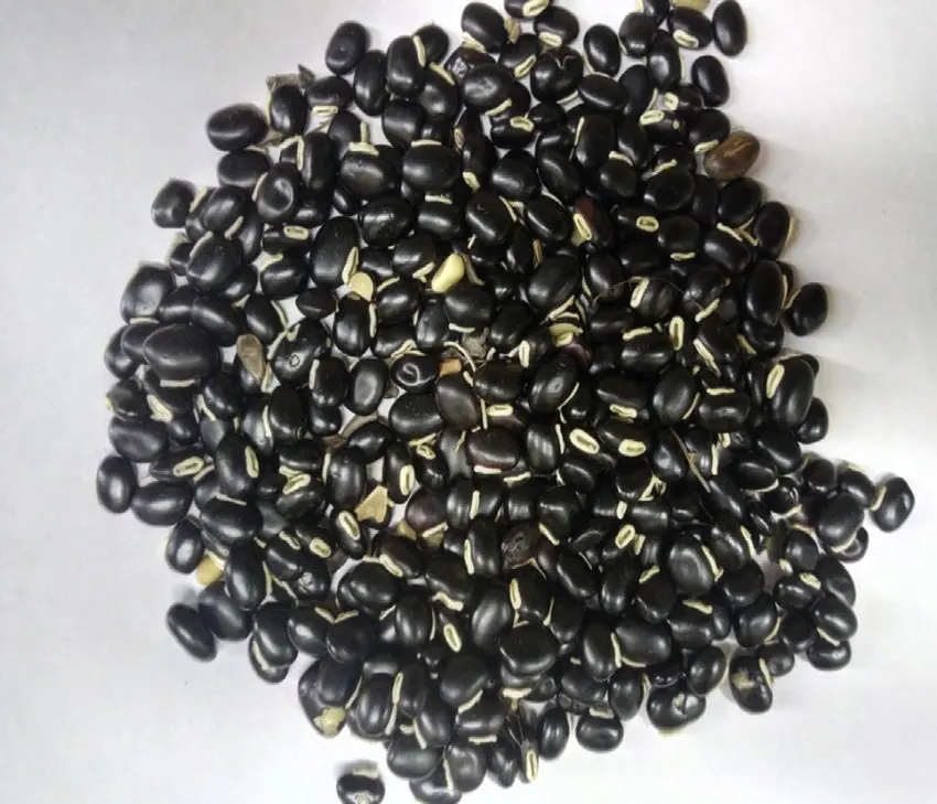 High Quality Mucuna Pruriens Extract Powder