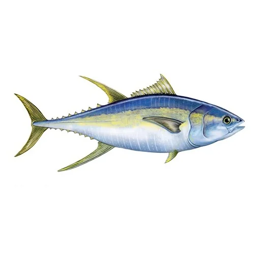 Frozen Yellowfin Tuna Fish For Exports