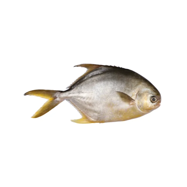 Frozen Pomfret Fish from Indonesia at Good Prices