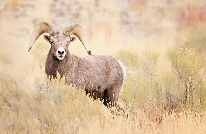 Natural Crafts Ram Horn Sheep Horn  Jewish Religious Purposes Best Quality Ram Shofar Horns by sheeri handicraft