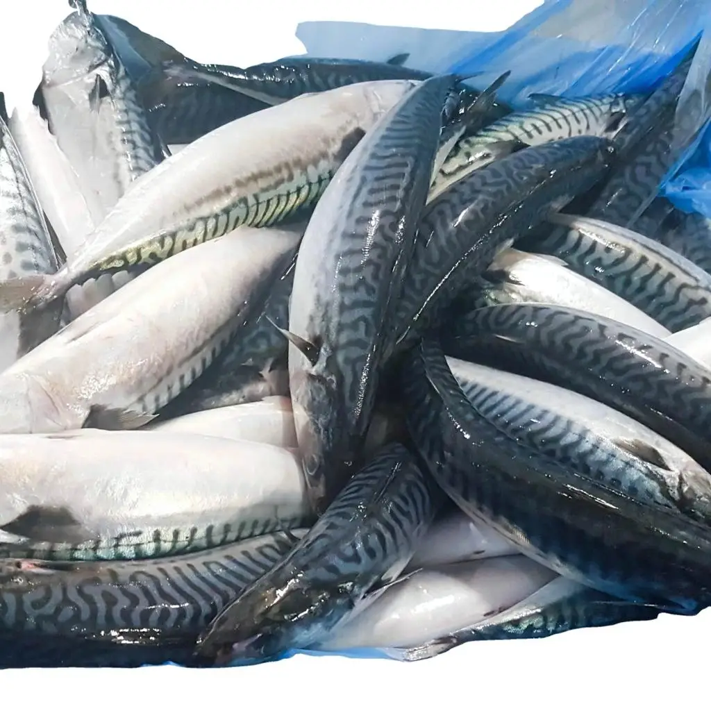 Good Quality Of Frozen Fresh Mackerel Fish (seafood) Available At Wholesale Price