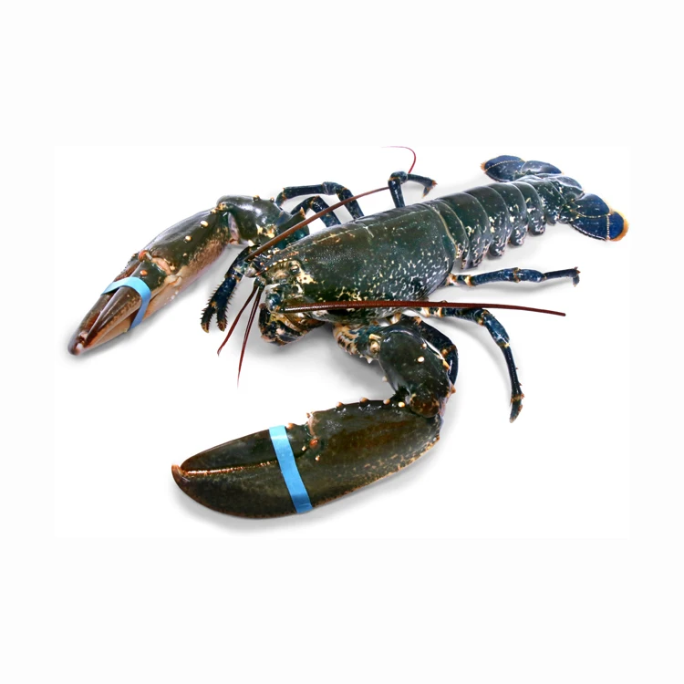 Frozen Fresh Seafood Package Packing Box Lobster Shipping Boxes Marine commercial fresh catch gear trawl net sardine