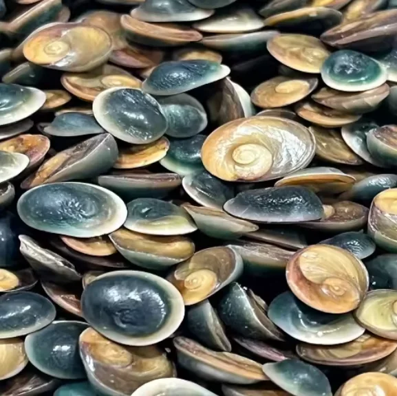 Очищенная сушеная Морская ракушка Onycha Murex Operculum для продажи