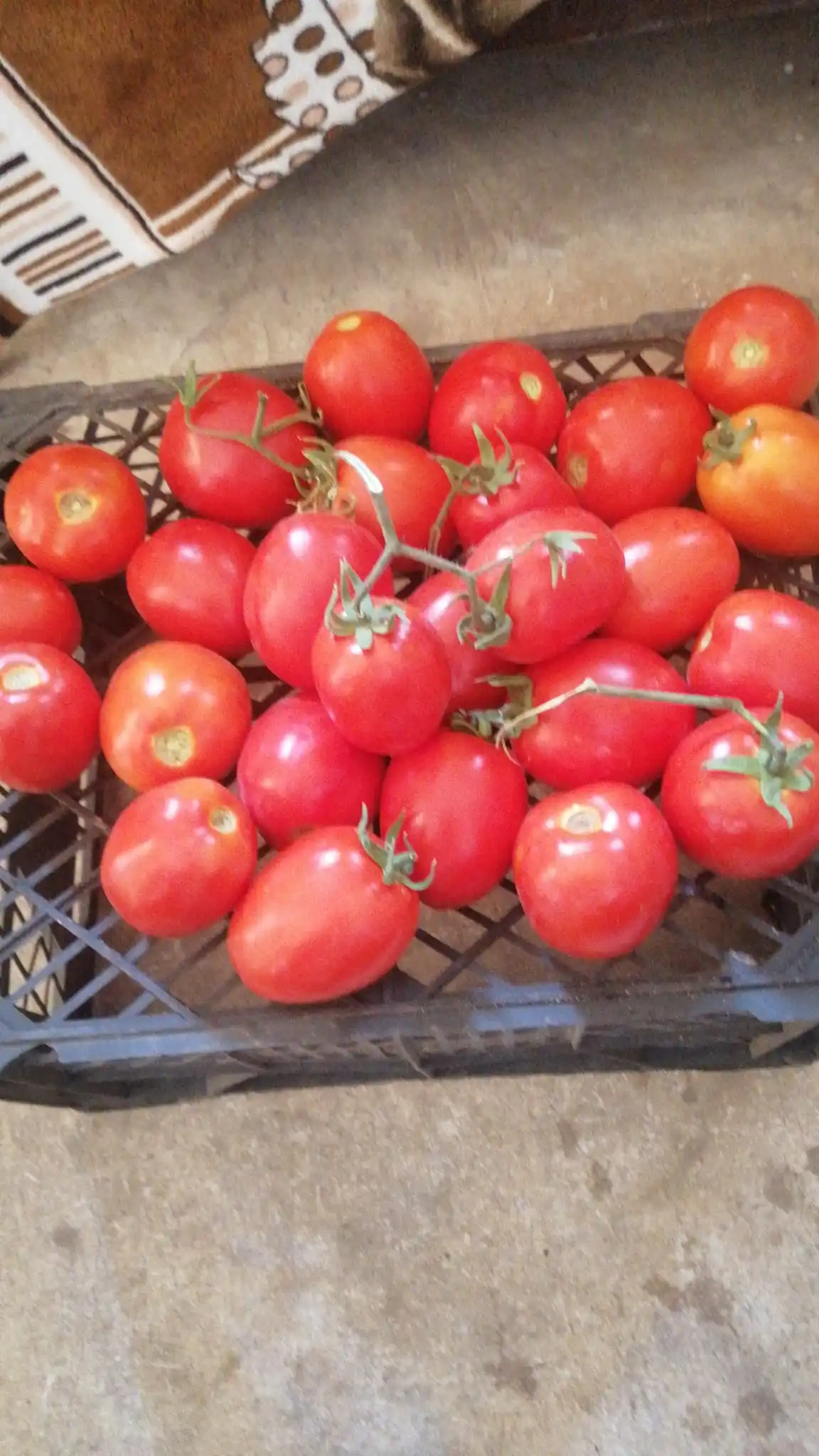 Fresh high quality tomatoes from Egypt