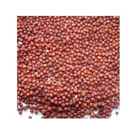 100% Pure Natural Quality Organic Whole Sorghum Grains At Best Wholesale Pricing