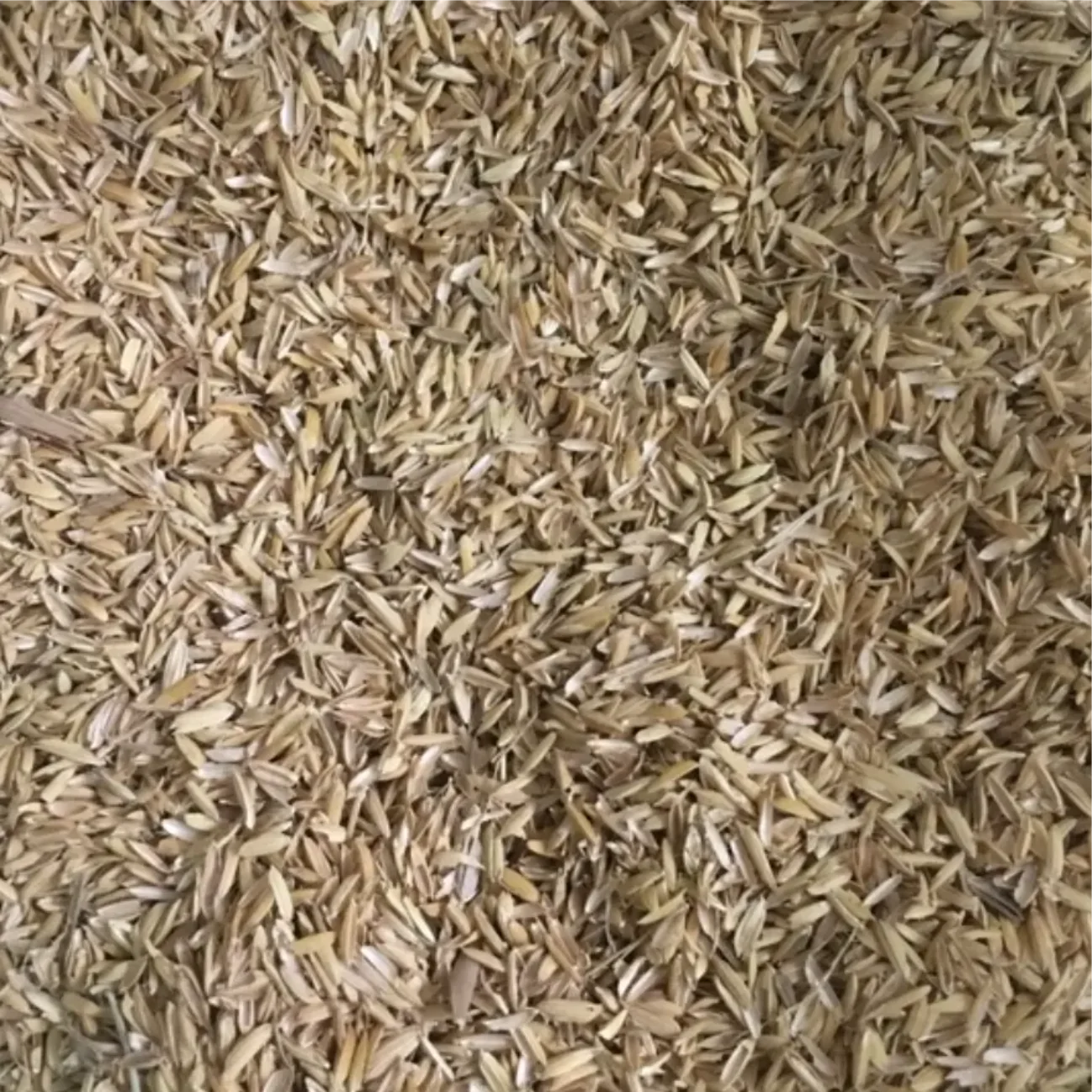 Exporting cheap price Raw rice husk High Quality Feed Grade Rice Husk