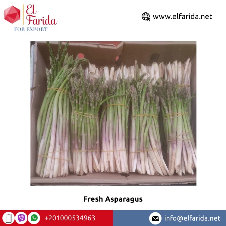 Leading Wholesaler of Best Selling 100% Pure Natural Green Fresh Asparagus From Egypt Excellent Quality