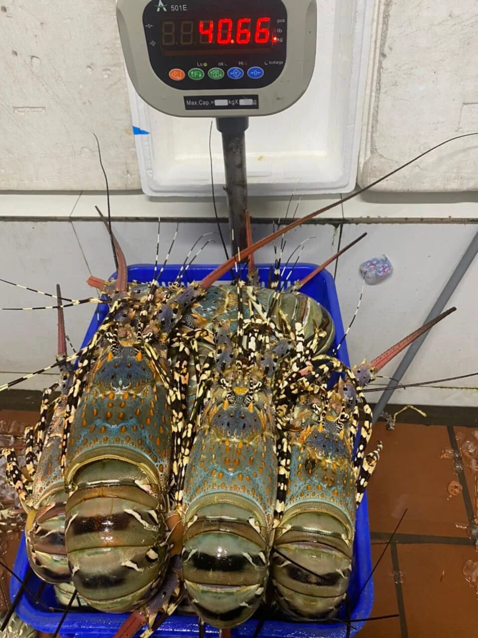 Cheap Price with High Quality Lobster Vietnam/ Enough Standard to Export China/Taiwan