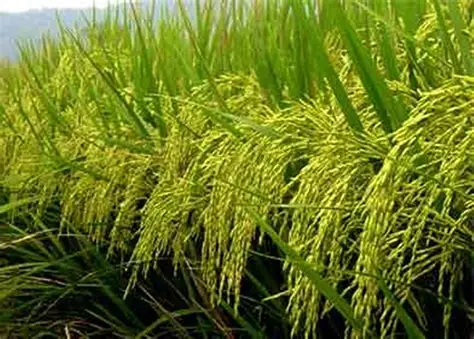 Golden Sella Basmati Rice for sale ,premium quality