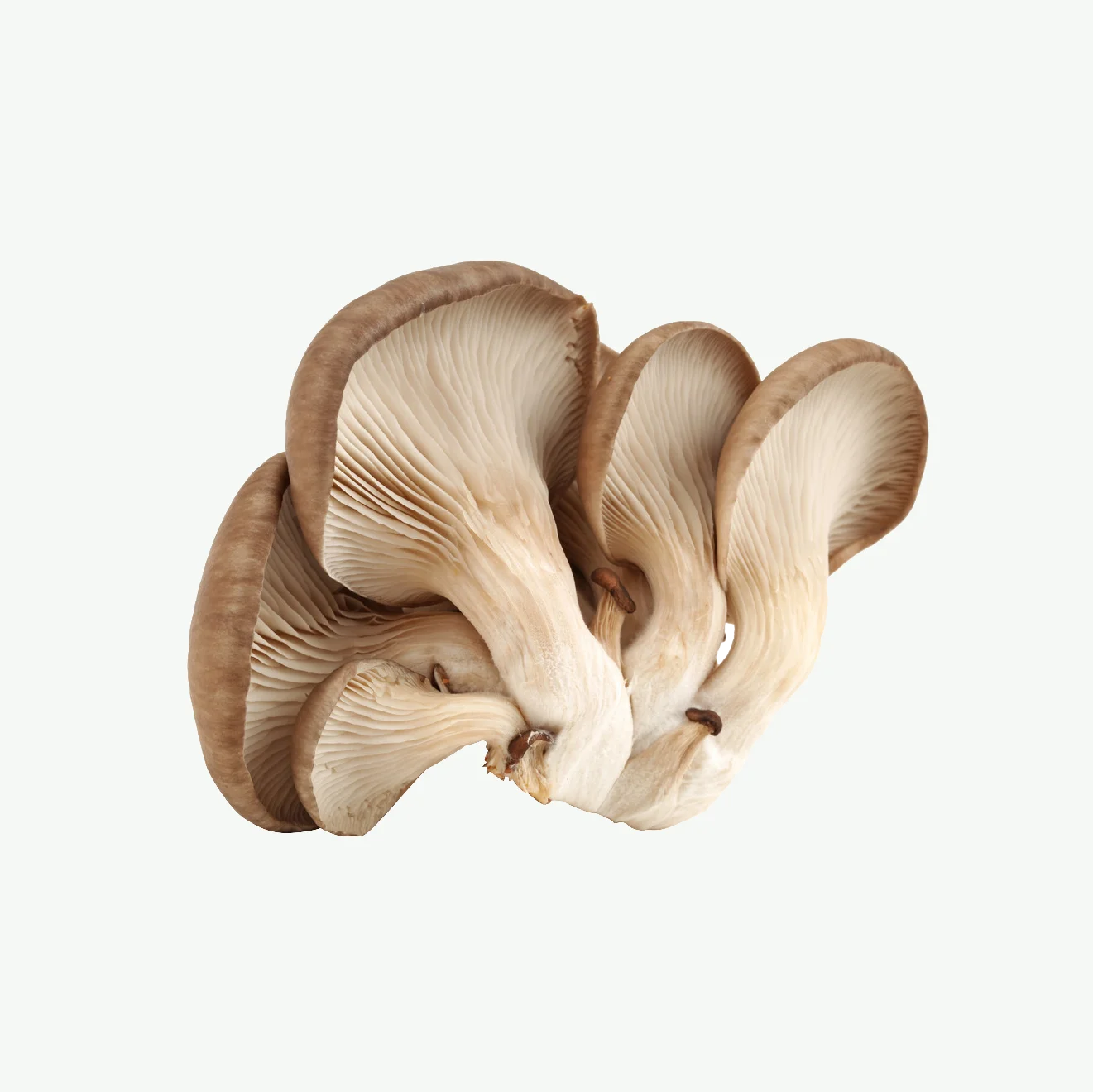 Factory Direct Sale Healthy Fresh Dried Oyster Mushroom Native Product Nutrition Oyster Mushroom