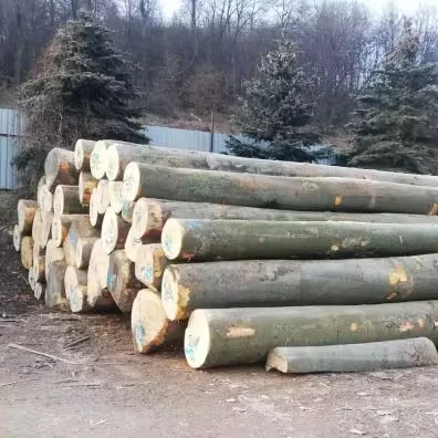 Бревна бука для продажи