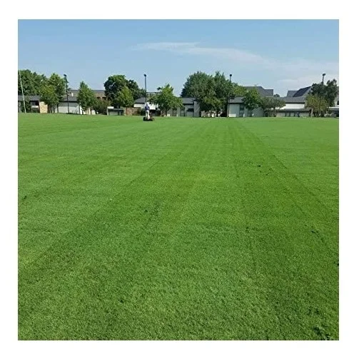 Продается в тюках для кормления животных сено из семян или Альфальфа оптовой продажи Бермудский садовый травяной овсяный сень