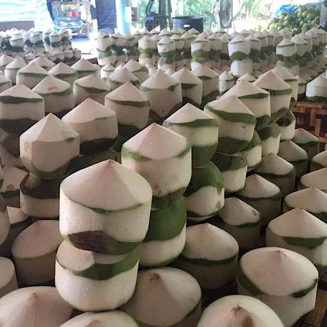 Top Selling  Fresh Coconuts From Thailand