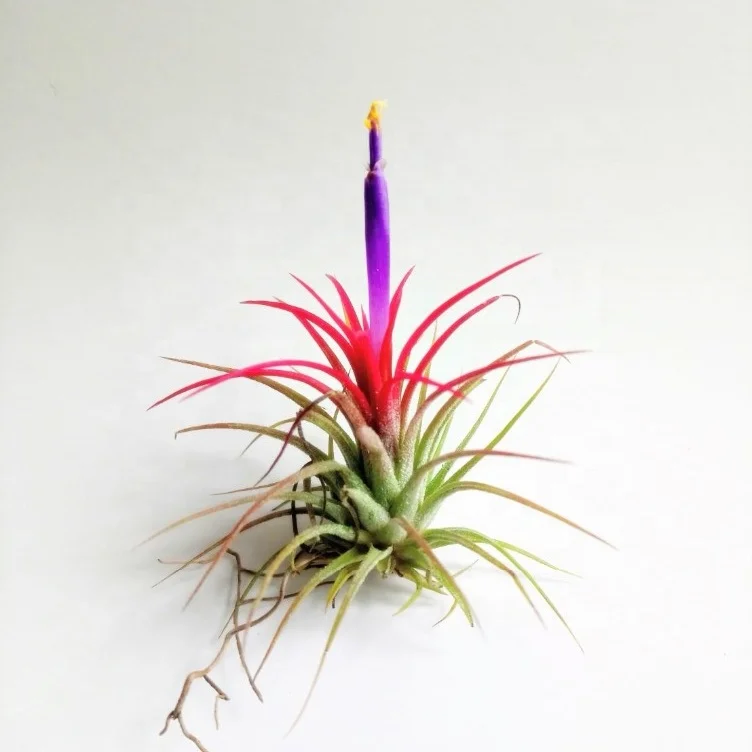 Air plant Tillandsia lonantha Bulbosa Medusa  Funckiana
