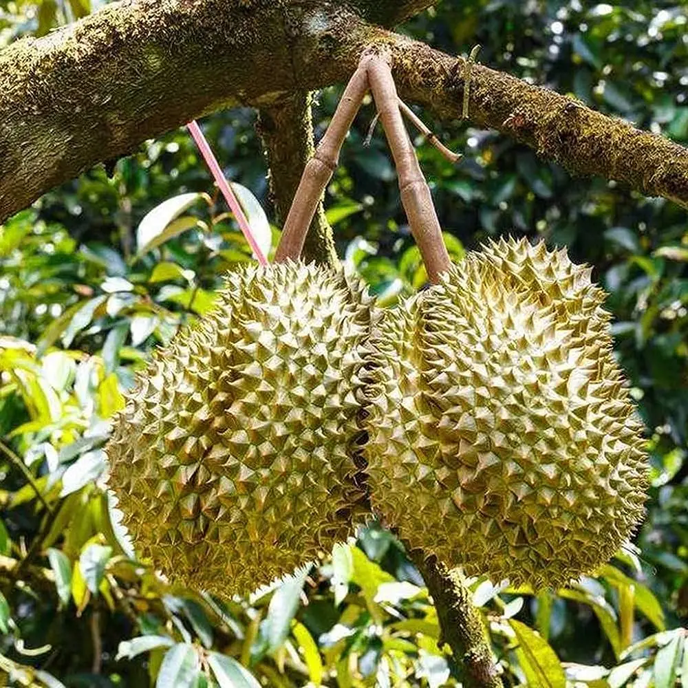 Вьетнамский свежий дуриан новый урожай Monthong Durian Ri6 Премиум качество Лучшая цена на экспорт