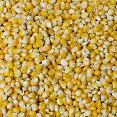 Оптовая продажа, Желтая Кукуруза/Кукуруза для корма для животных/желтая кукуруза для корма для птицы