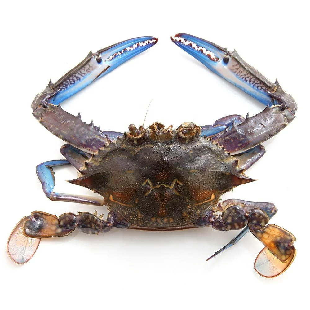 legs king style crab packaging weight shelf muscle snow crab claws wild live mud crab for sale