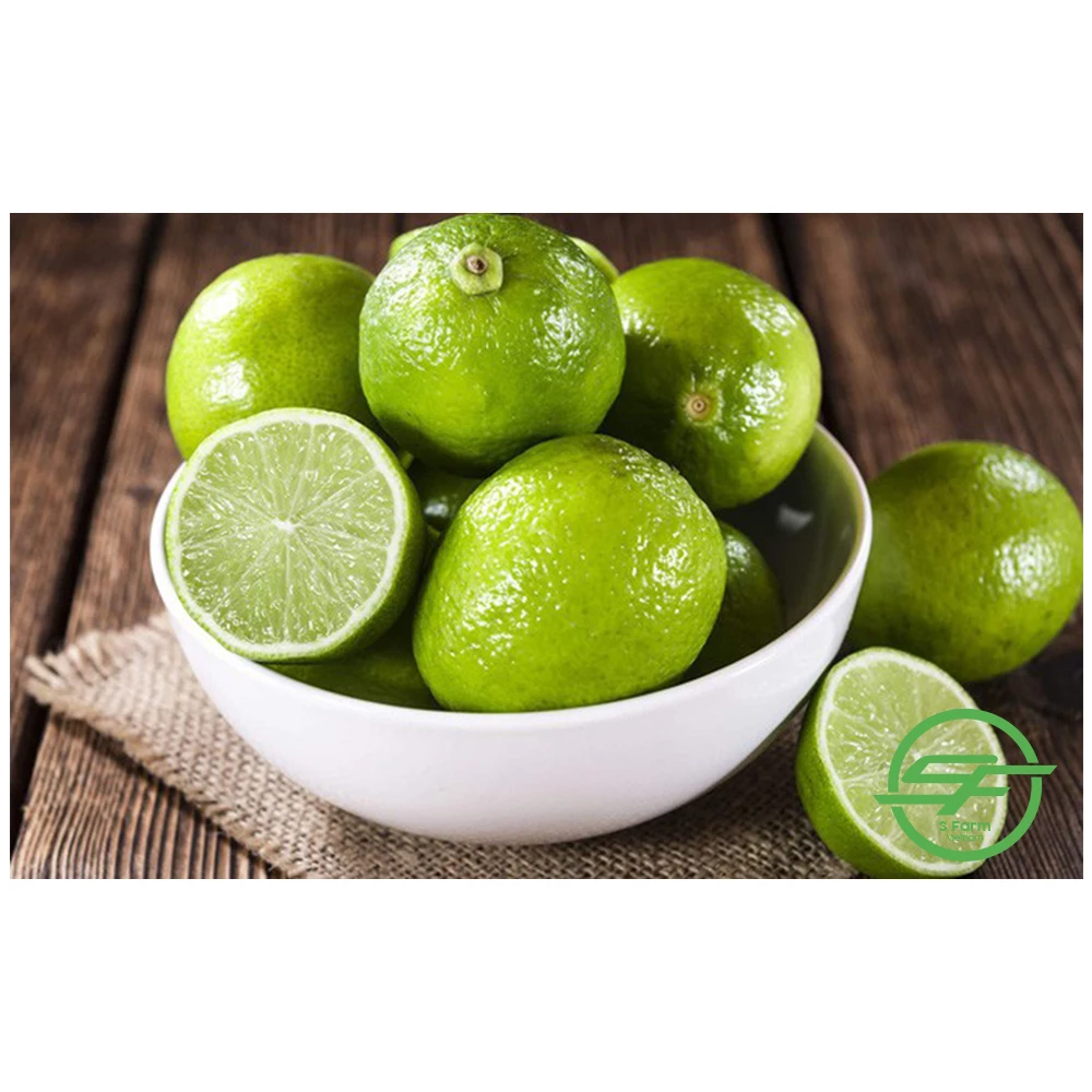 Fresh Lime / Lemon Seedless / lime Seedless for export in bulk