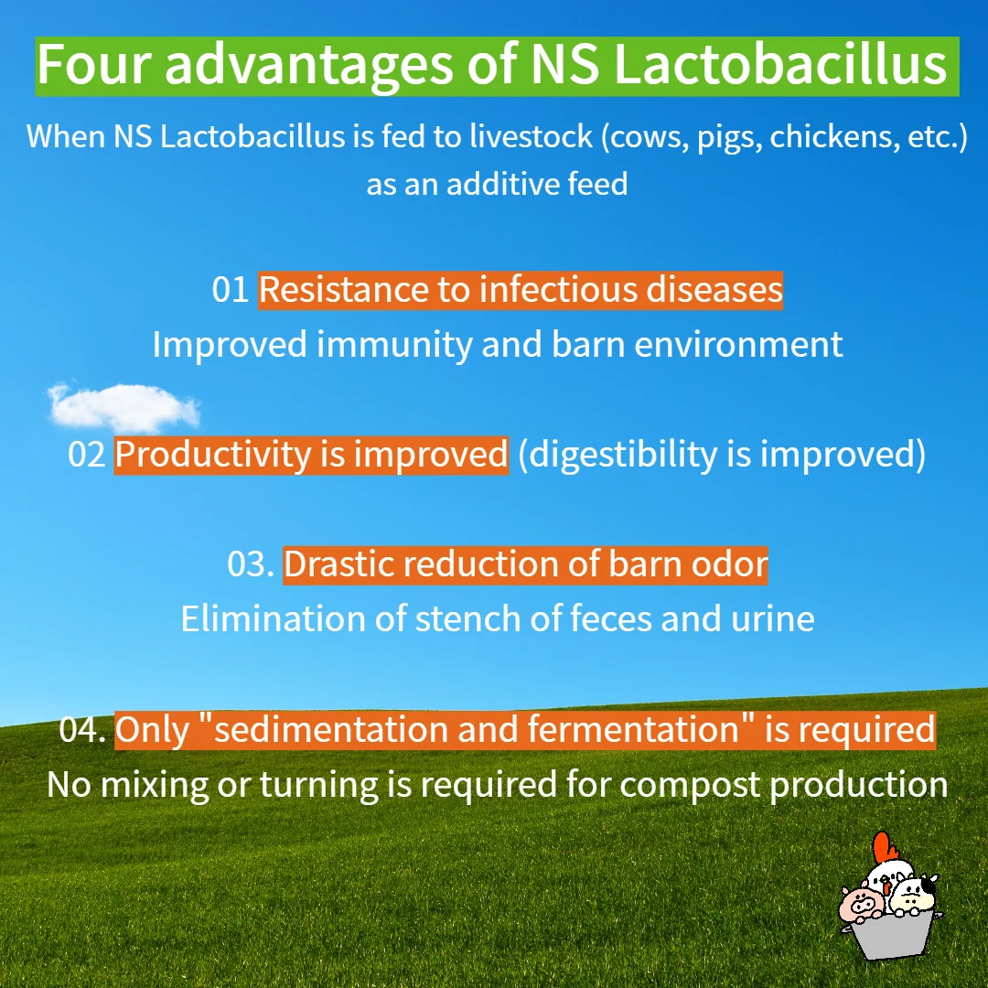 Cattle feed additive lactic acid bacteria dairy farming and breeding superior quality