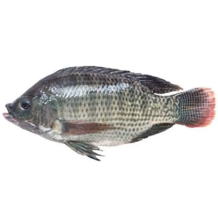 Austria Frozen tilapia fish wholesaler