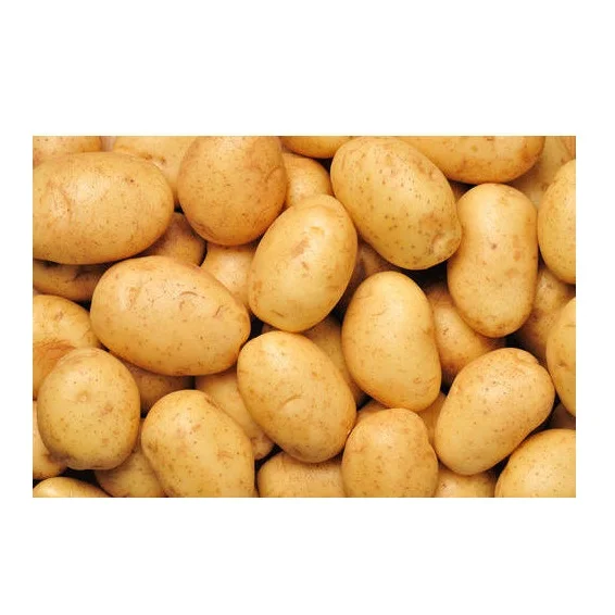 Bulk Stock Available Of Fresh Vegetable Potatoes At Wholesale Prices