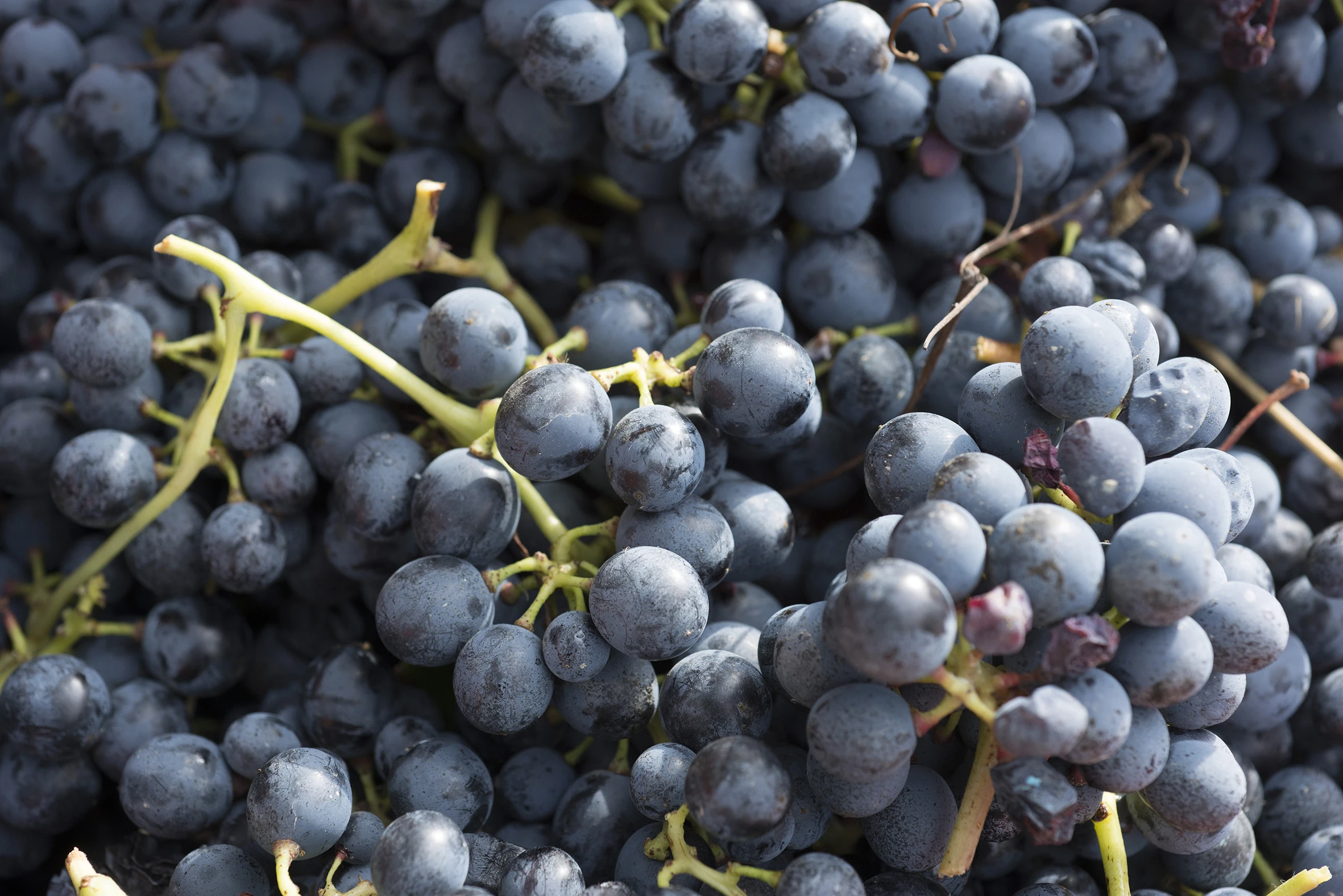 Итальянское качественное красное вино сухое Монферрато Dolcetto Piedmont 0 75 л стеклянная бутылка для