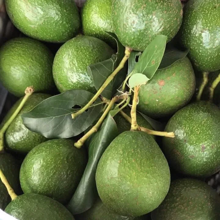 Высококачественный свежий авокадо от золотого вьетнамского поставщика фруктов и овощей